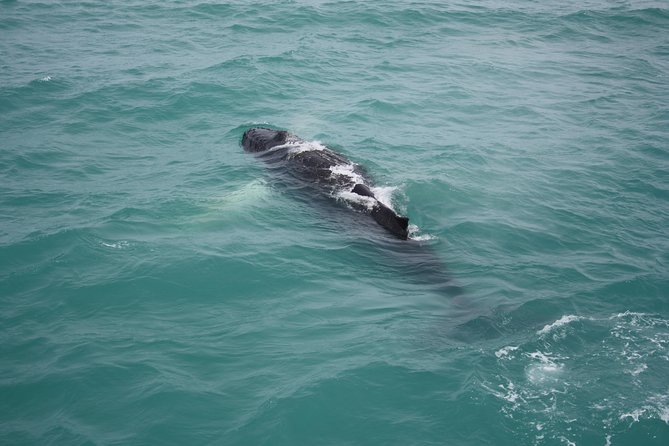 Whale Watching Tour with Professional Guide from Reykjavik - Free Re-Join If No Whales: How That Changes the Value
