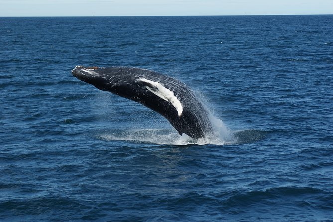 Whale Watching Tour with Professional Guide from Reykjavik - Price and What You Really Get for $97