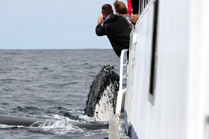 Whale Watching Tour with Spirit of Gold Coast - Quick Hit Checklist