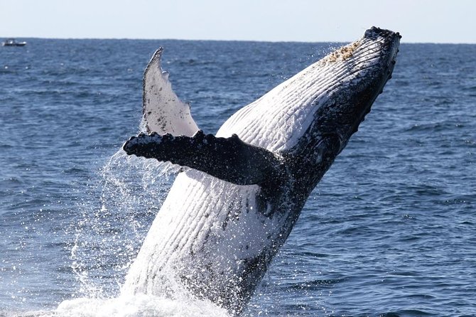 Whale Watching Tour with Spirit of Gold Coast - Whale Watching on a 24m Catamaran With 360° Deck Access