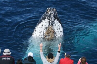Whale Watching Tour with Spirit of Gold Coast - The Marine Biologist Part You’ll Actually Use