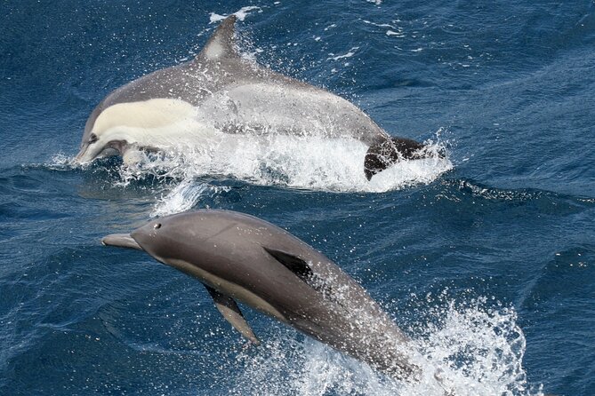 Whale Watching Tour with Spirit of Gold Coast - Deck Comfort, Seasickness Reality, and What to Wear
