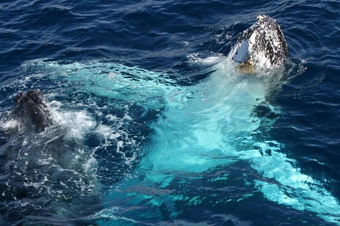 Whale Watching Tour with Spirit of Gold Coast - Photo Booklet Souvenir (and the Onboard Photo Catch)