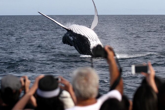 Whale Watching Tour with Spirit of Gold Coast - Price and Value: Why $53.08 Can Be a Smart Buy Here