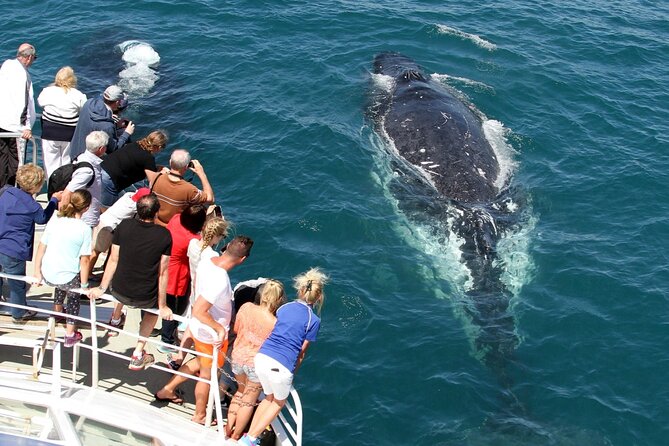 Whale Watching Tour with Spirit of Gold Coast - Weather Cancellations: How to Plan Your Day Around the Ocean