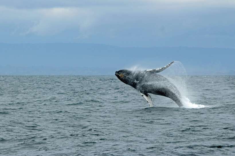 Whale Watching Tour with Transfers - Key highlights worth the early start