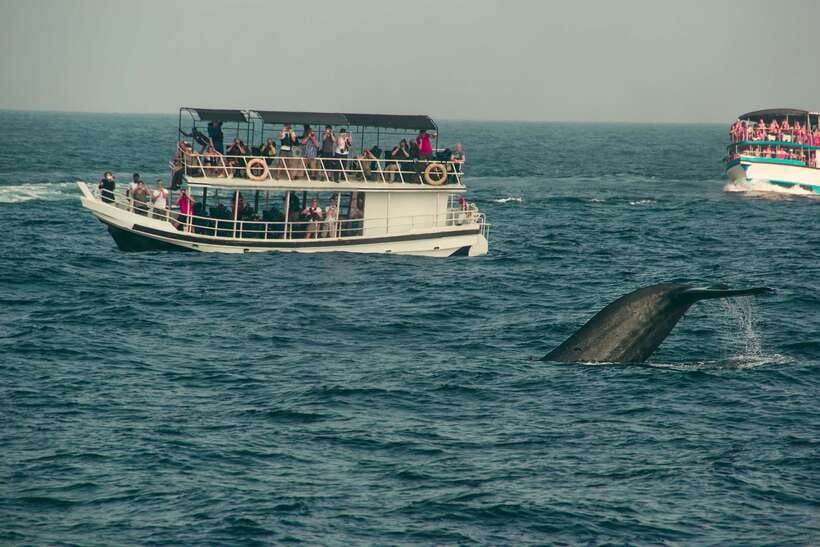 Whale Watching Tour with Transfers - On the Water: What You’re Actually Hunting for at Sea