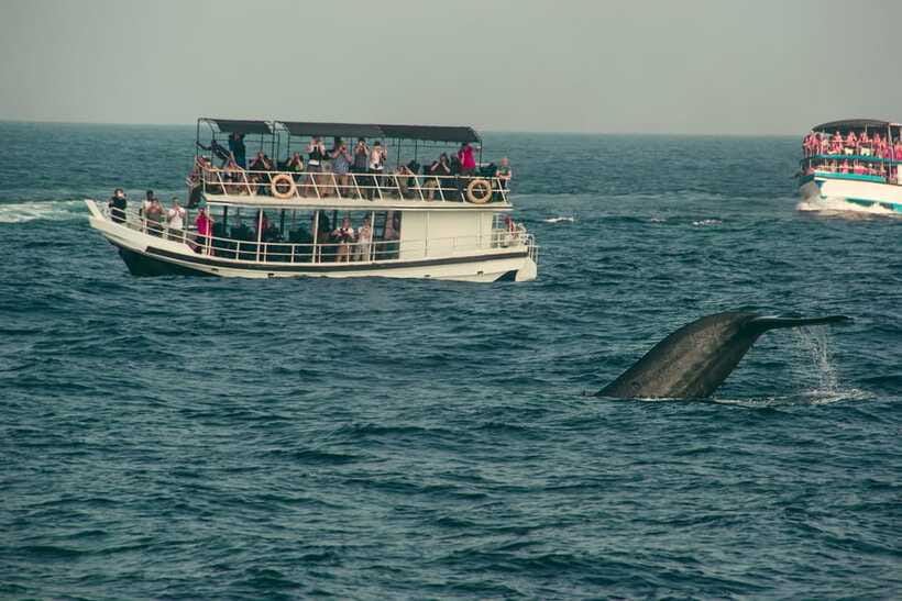Whale Watching Tour with Transfers - The Naturalist Portion: Why It Helps You See More