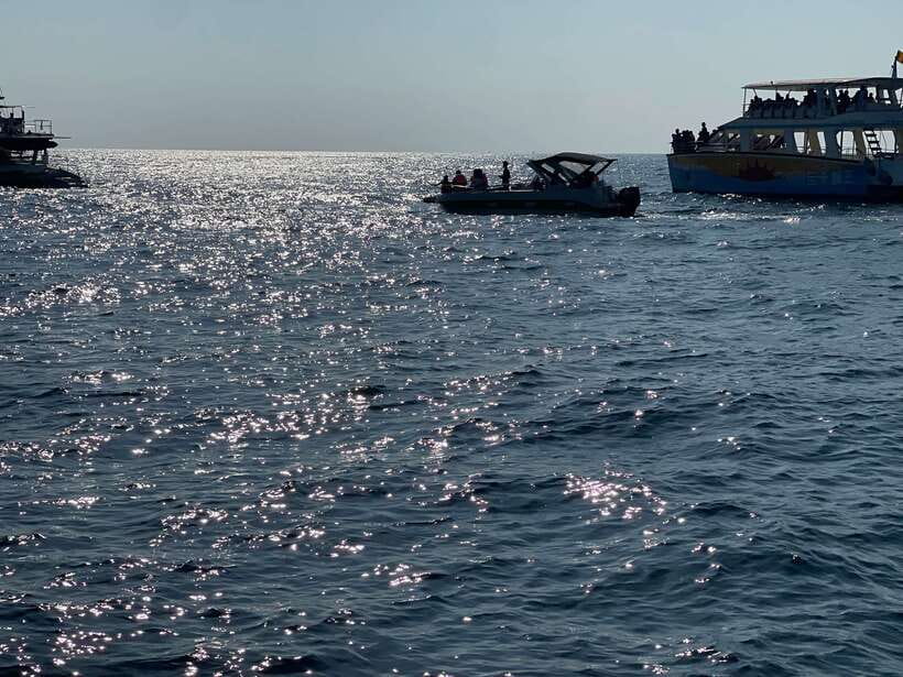 Whale Watching Tour with Transfers - Price and Value: What $175 Buys You (and What It Doesn’t)