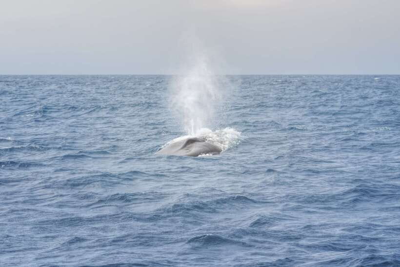 Whale Watching Tour with Transfers - Quick FAQ to Help You Decide