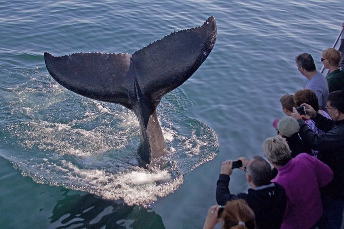 Whale Watching Trips to Stellwagen Bank Marine Sanctuary. Guaranteed sightings! - Gloucester to Stellwagen Bank: why this cruise feels focused