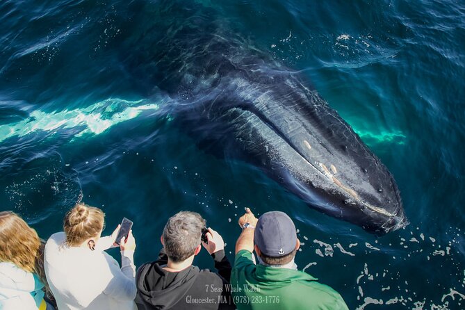 Whale Watching Trips to Stellwagen Bank Marine Sanctuary. Guaranteed sightings! - What the 3.5–4 hours actually feels like on the water