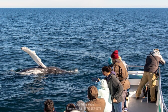 Whale Watching Trips to Stellwagen Bank Marine Sanctuary. Guaranteed sightings! - Guaranteed sightings: what to expect without overpromising
