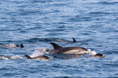 Whale Watching Trips to Stellwagen Bank Marine Sanctuary. Guaranteed sightings! - The learning part: naturalist talk that helps you spot what matters