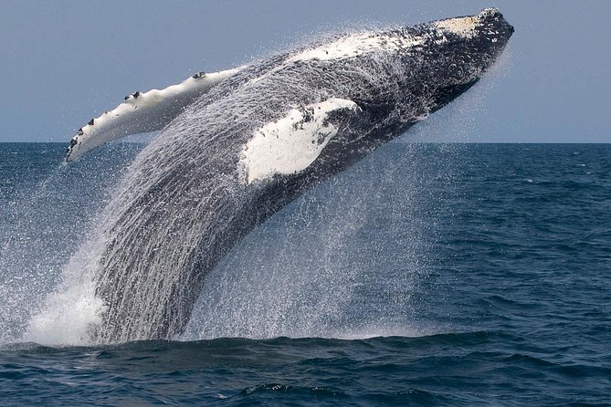 Whale Watching Trips to Stellwagen Bank Marine Sanctuary. Guaranteed sightings! - “Stop 1” is really the whole story: the Gloucester departure experience