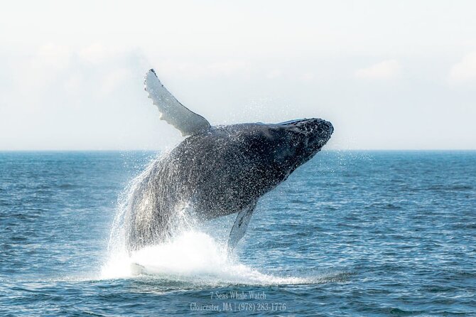 Whale Watching Trips to Stellwagen Bank Marine Sanctuary. Guaranteed sightings! - Boat setup: deck space, restroom, galley, and photo-friendly viewpoints