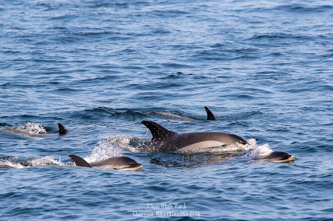 Whale Watching Trips to Stellwagen Bank Marine Sanctuary. Guaranteed sightings! - The learning part: naturalist talk that helps you spot what matters