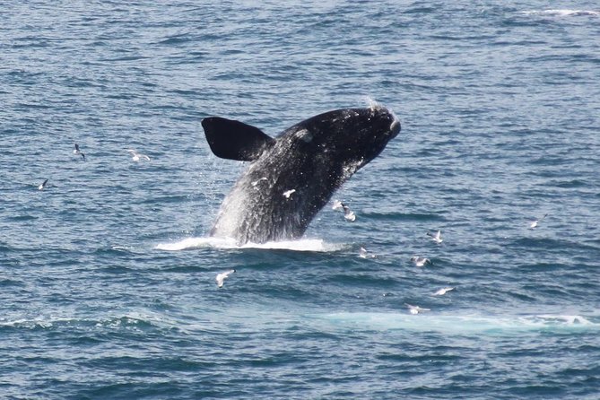 Whale Watching Walking Tours (Land-Based) - from JUNE 2025 - Key things to know before you go