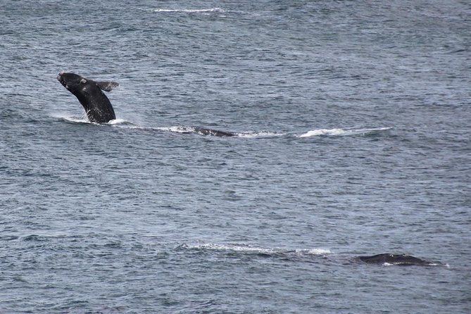 Whale Watching Walking Tours (Land-Based) - from JUNE 2025 - Land-based whale watching in Hermanus: calmer, closer, and more teachable