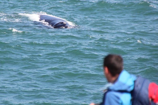 Whale Watching Walking Tours (Land-Based) - from JUNE 2025 - Walking coastal walkways: how you get multiple angles without the boat chaos