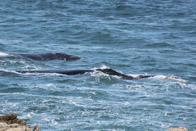 Whale Watching Walking Tours (Land-Based) - from JUNE 2025 - Price and value: what you’re really paying for at $57.51