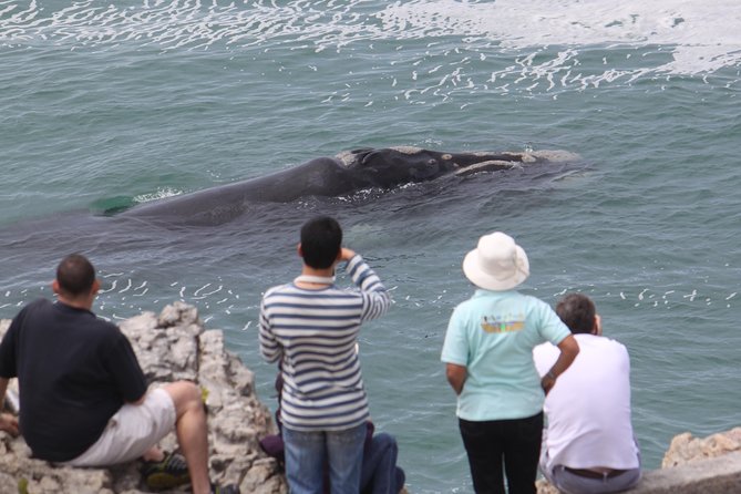 Whale Watching Walking Tours (Land-Based) - from JUNE 2025 - The Whale House Museum: the 20-minute orientation that makes the coast make sense