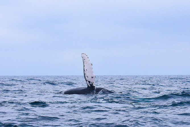 Whale Watching Warranty in San José del Cabo Snacks and drinks - Key things to know before you go