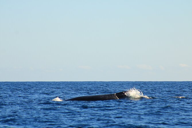 Whale Watching Warranty in San José del Cabo Snacks and drinks - Calm Sea of Cortez whale watching, built for real viewing
