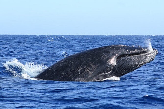 Whale Watching Warranty in San José del Cabo Snacks and drinks - Departure times that help you choose your mood