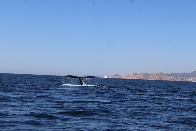 Whale Watching Warranty in San José del Cabo Snacks and drinks - Whale spotting and the behavior lesson you actually use
