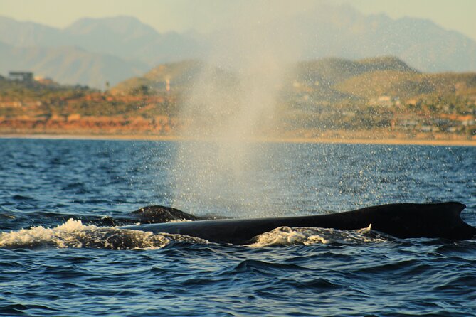 Whale Watching Warranty in San José del Cabo Snacks and drinks - Snacking, drinks, and that small-boat comfort factor