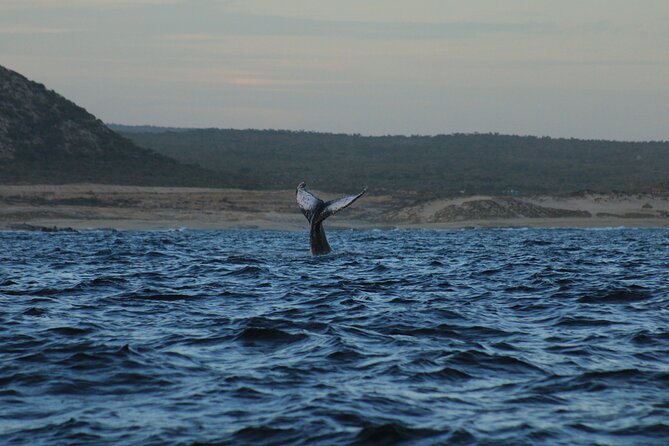 Whale Watching Warranty in San José del Cabo Snacks and drinks - Safety and service: why the crew matters more than the boat size