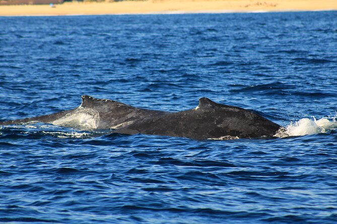 Whale Watching Warranty in San José del Cabo Snacks and drinks - Meeting in San José del Cabo: the La Marina Inn area