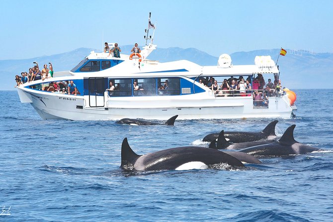 Whale watching - Key highlights to know before you go