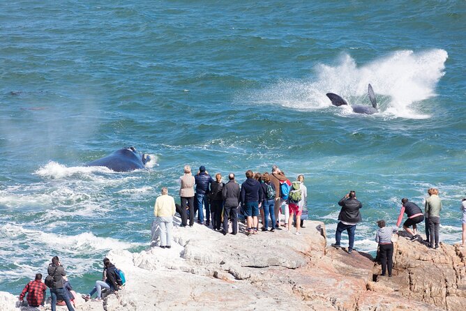 Whale Wonders: Majestic Marine Adventures in Hermanus - Price and Value: What $243 Gets You in Hermanus