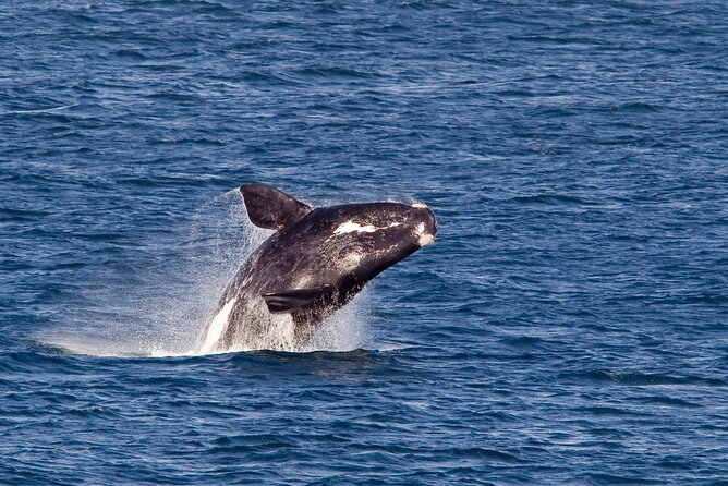 Whale Wonders: Majestic Marine Adventures in Hermanus - The Boat Trip Advantage: Why Sea-Level Views Matter