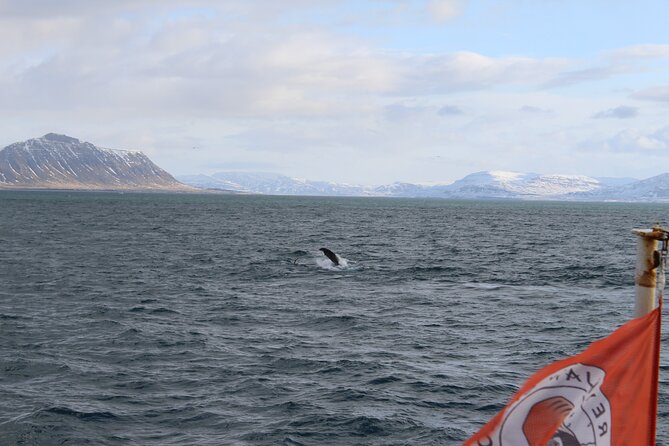 Whale Wonders Morning Expedition from Reykjavík - Key things I’d focus on before you go