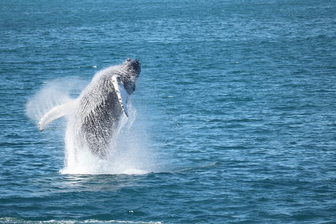 Whale Wonders Morning Expedition from Reykjavík - Set sail for Faxafloi Bay at 9:00 am