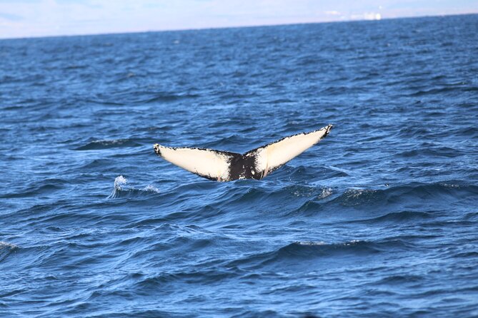 Whale Wonders Morning Expedition from Reykjavík - Wi‑Fi onboard: nice for planning, useful for families