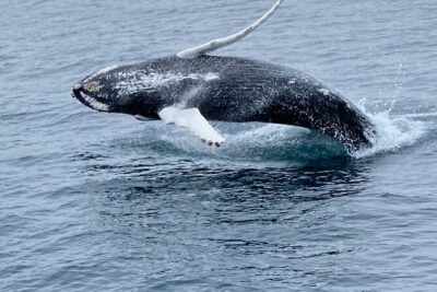 Whale Wonders Morning Expedition from Reykjavík - What you’ll actually do on the water