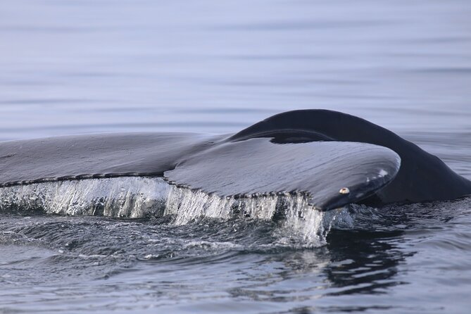 Whale Wonders Morning Expedition from Reykjavík - The deck reality: sightlines aren’t identical for everyone