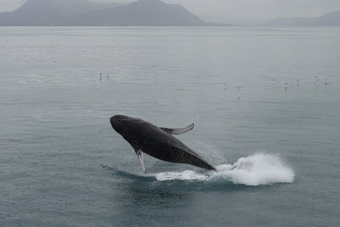 Whale Wonders Morning Expedition from Reykjavík - No sightings? You still get a win