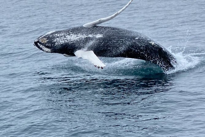Whale Wonders Morning Expedition from Reykjavík - What you’ll actually do on the water