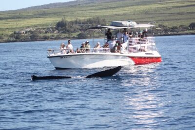 WHALES GUARANTEED Maui Whale Watching Makai Adventures - How the Whale Hunt Works: Safety Briefing, Search, Then Watching