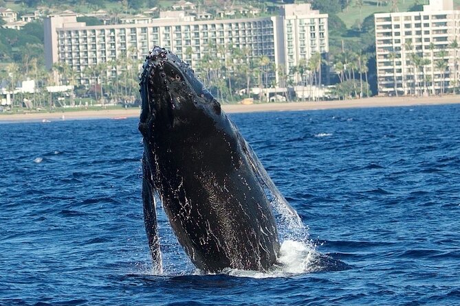 WHALES GUARANTEED Maui Whale Watching Makai Adventures - Comfort and Common Sense: Shoes-Off, Motion, and Rain