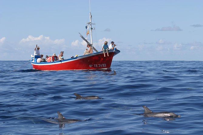 Whalewatching La Gomera - Whale watching La Gomera: what makes this area special