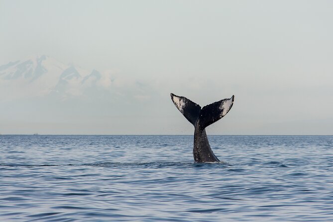 Wild Whale Watching Experience - Open Air Vessel - Eagle Eyes Open-Air Boat: 360° Views and the Suit Factor