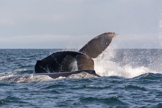 Wild Whale Watching Experience - Open Air Vessel - Orcas, Humpbacks, and Other Wildlife You Might Spot