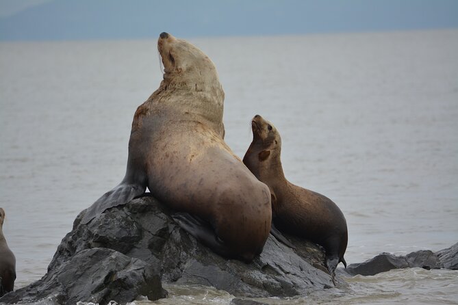 Wild Whale Watching Experience - Open Air Vessel - Time on the Water: Why the Cruise Feels Longer Than the Whale Minute