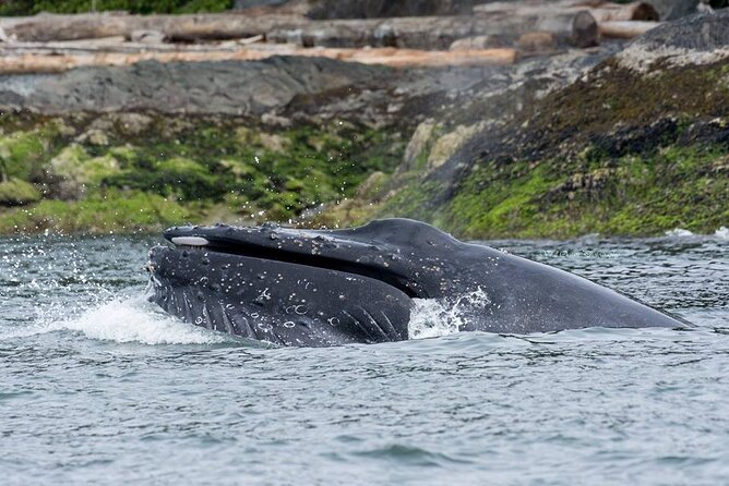 Wild Whale Watching Experience - Open Air Vessel - Comfort Tips That Make a Big Difference